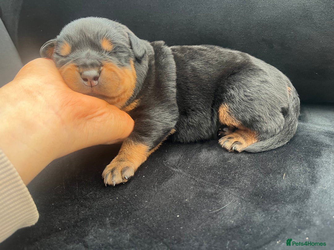 Rottweiler dogs for sale: Purebred Rottweiler Puppy – Ready for Loving Home - Advert 13