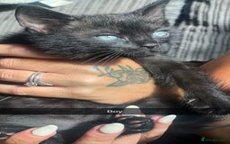 Mixed Breed cats for sale: Beautiful rare kittens - Image 5