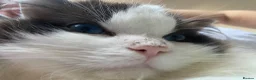 Ragdoll cats for sale: Bicolour ragdoll Bebe - Advert 5