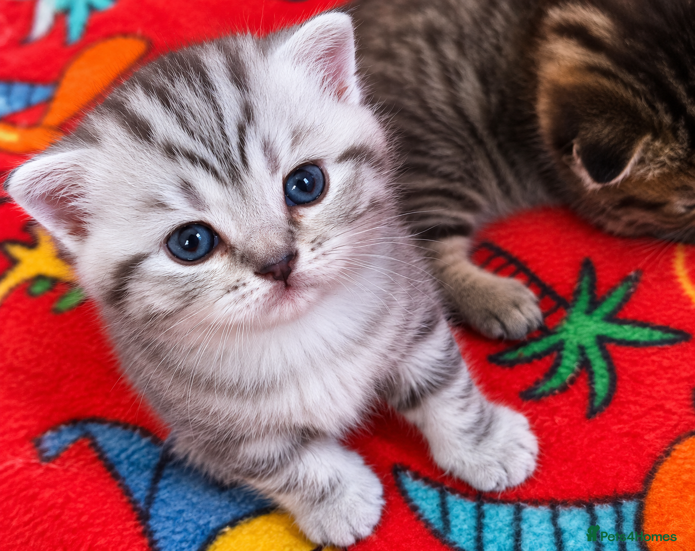 Scottish Fold cats for sale: Scottish Fold/Straight Kittens For Sale  - Advert 2