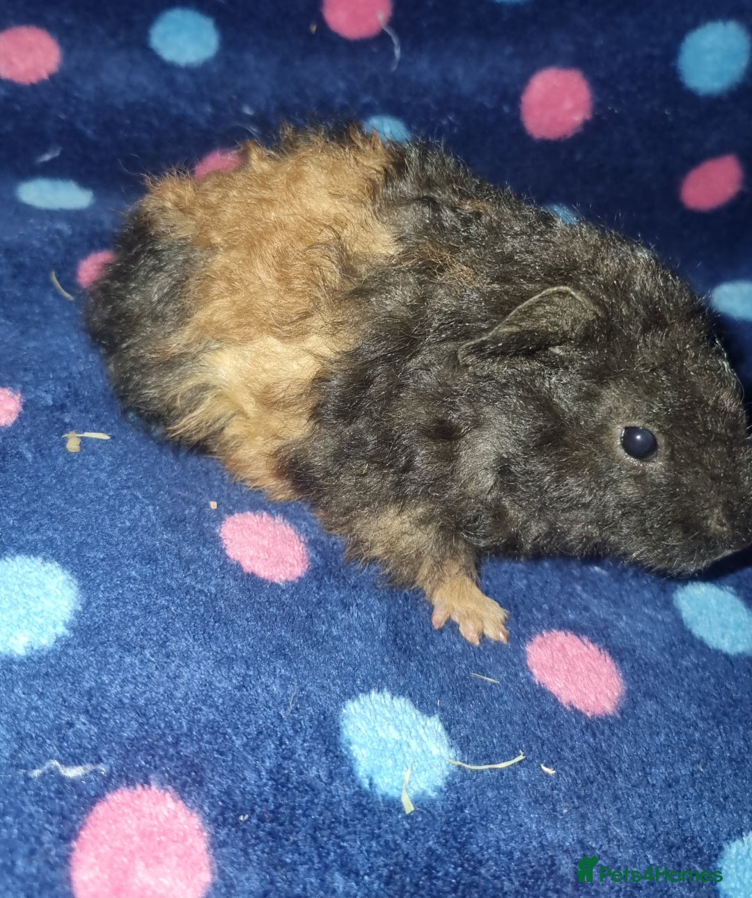 Guinea Pig rodents for sale: Alpaca x texel  - Image 5