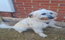 Mixed Breed dogs for adoption: Rufus  - Image 1