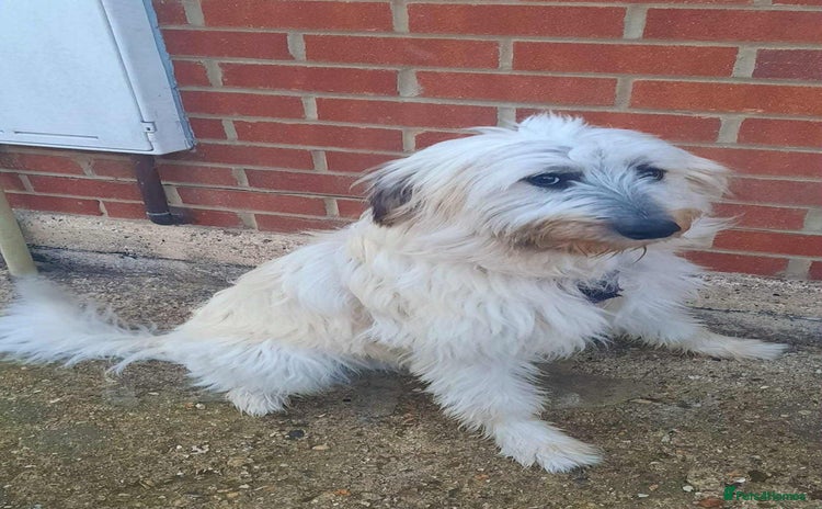 Mixed Breed dogs - Advert 2