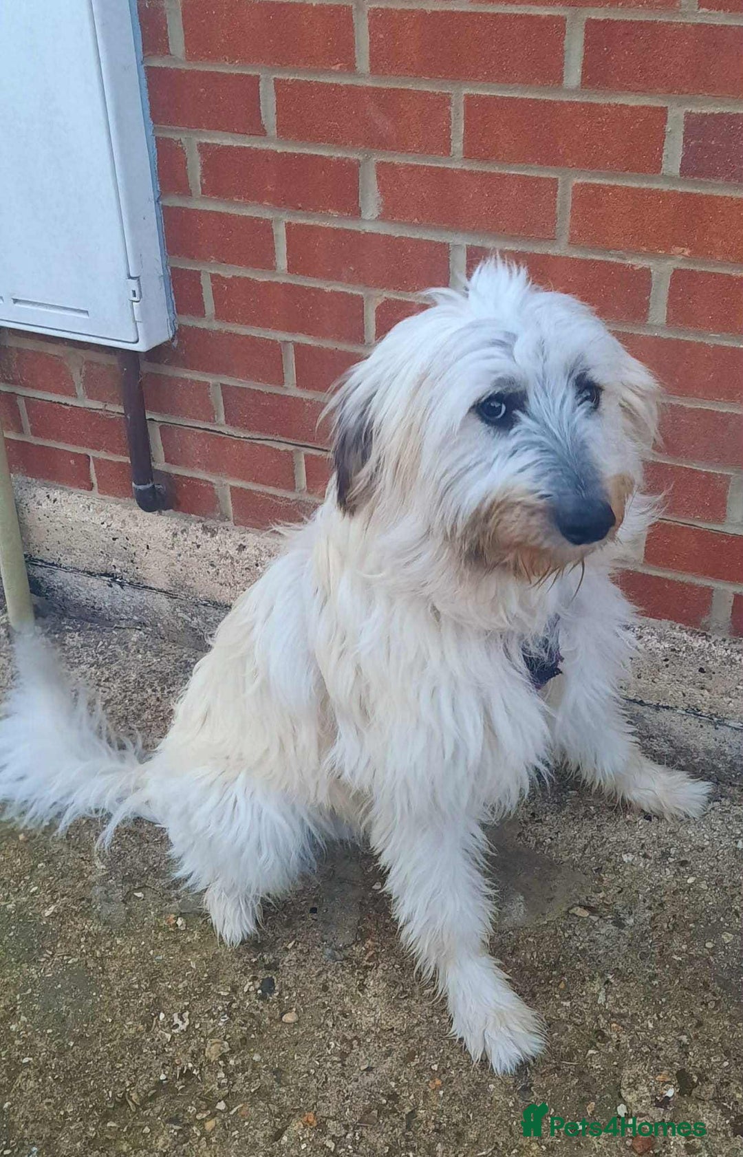 Mixed Breed dogs for adoption: Rufus  - Image 1
