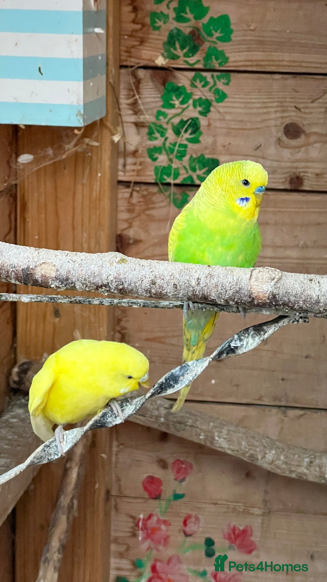 Budgerigars birds for sale: Budgies £20 Zebra finches £10 - Image 2