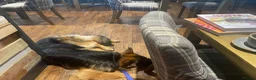 German Shepherd dogs for stud: German Shepherd to Stud, Great Temperament in Bradford - Advert 9