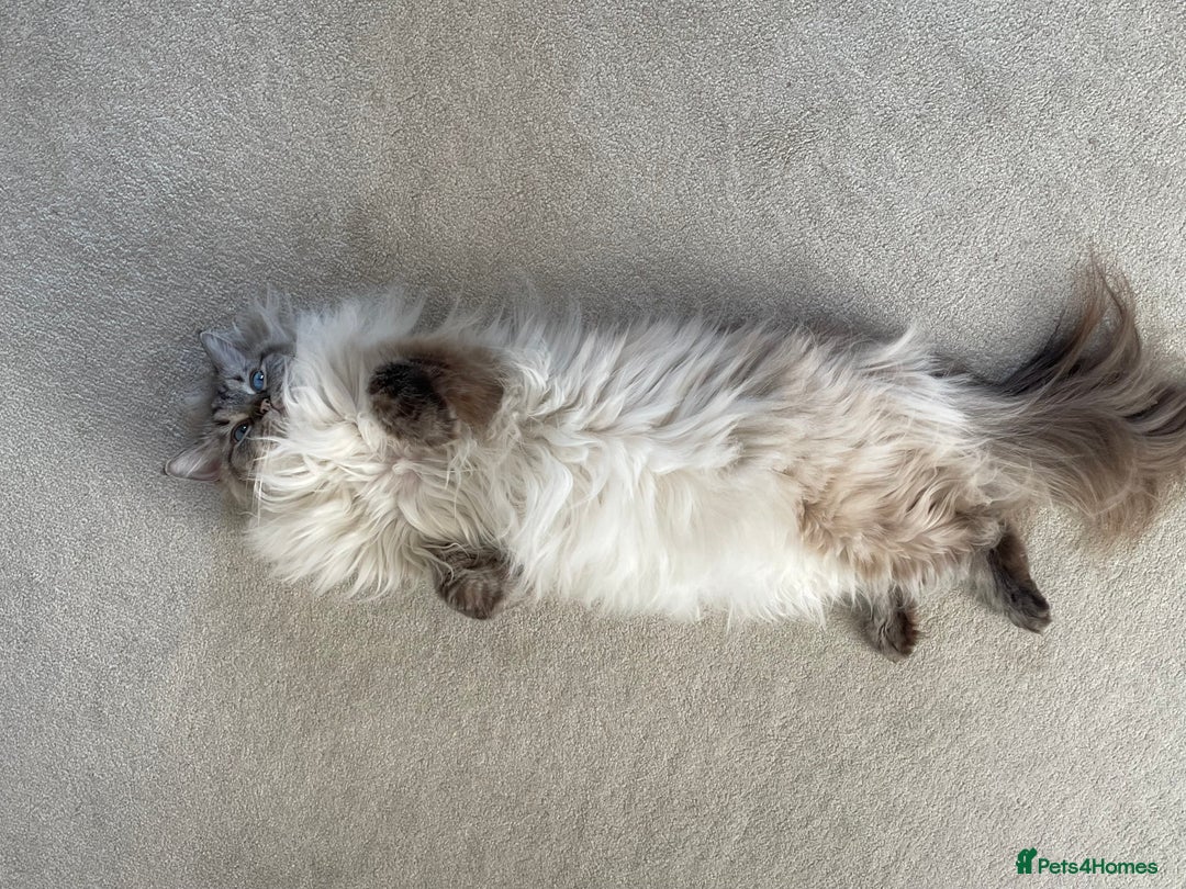 Ragdoll cats for sale: Stunning Ragdoll looking for a loving home 💕 - Image 6