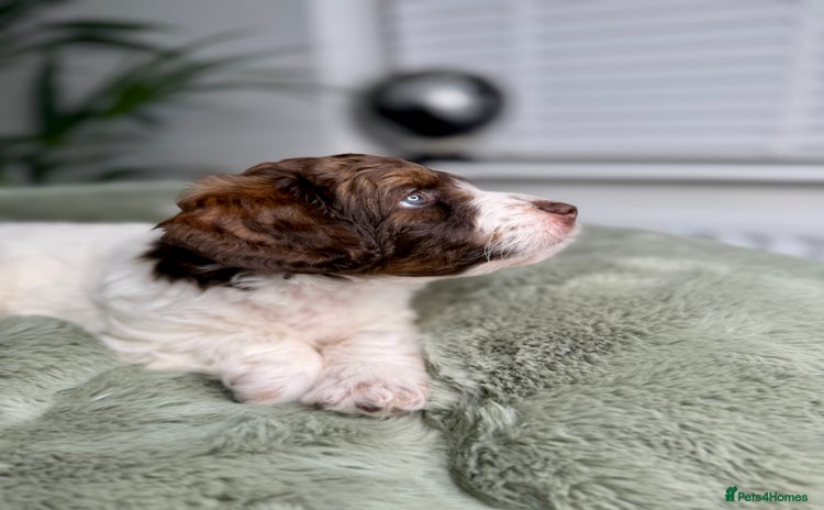 Bernedoodle dogs Micro/Miniature Bernedoodles - Advert 1