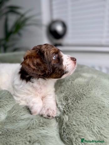 Bernedoodle dogs Micro/Miniature Bernedoodles - Advert 1