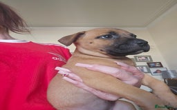 Bullmastiff dogs for sale: Bullmastiff puppy female  - Image 12