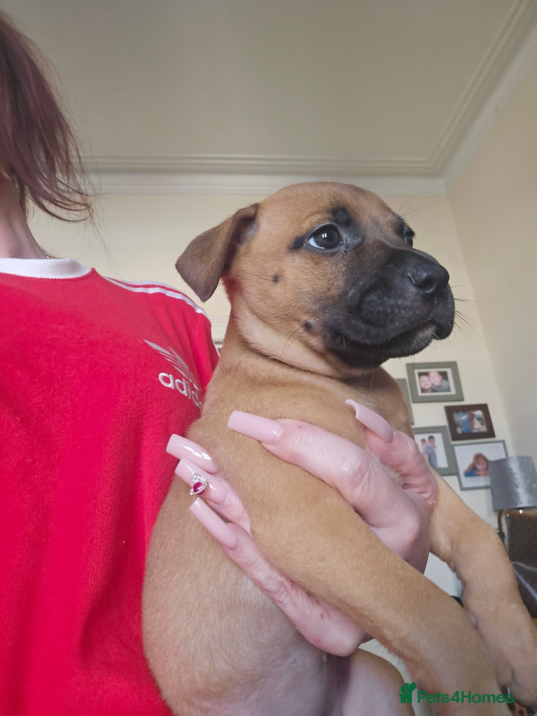 Bullmastiff dogs for sale: Bullmastiff puppy female  - Image 12
