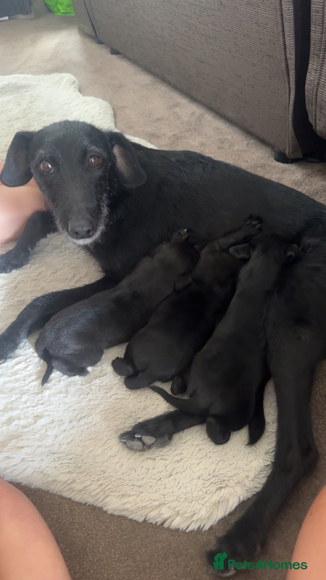 Mixed Breed dogs Bedlington whippet  - Advert 2