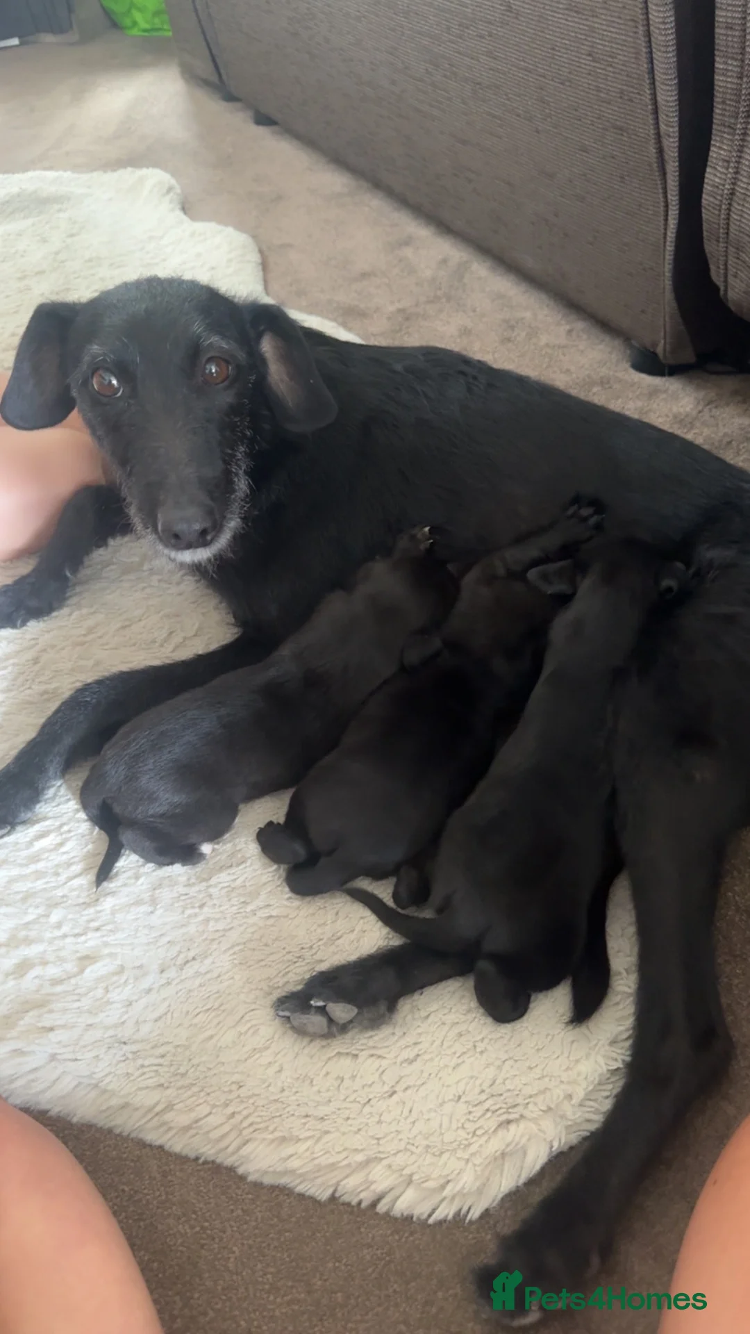 Mixed Breed dogs for sale: Bedlington whippet  - Advert 1