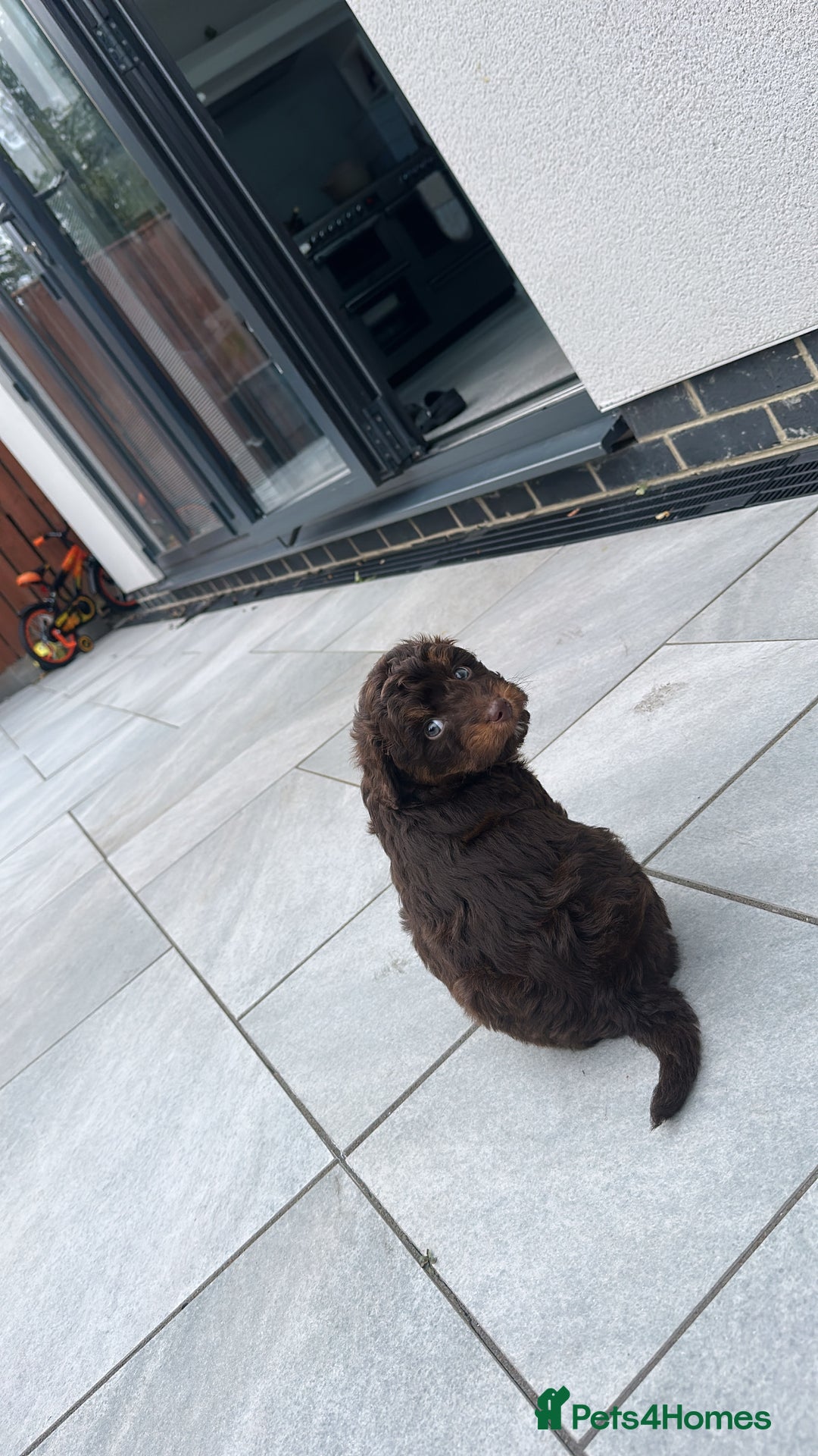 Cockapoo dogs for sale: Cockapoo  - Image 3