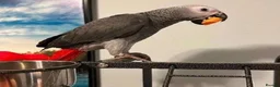 Parrots birds for sale: Highly Intelligent African Grey Parrots Available in Edinburgh - Advert 2