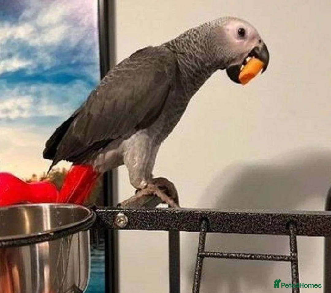 Parrots birds for sale: Highly Intelligent African Grey Parrots Available in Edinburgh - Advert 2