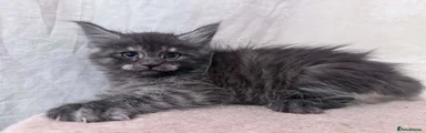Maine Coon 3