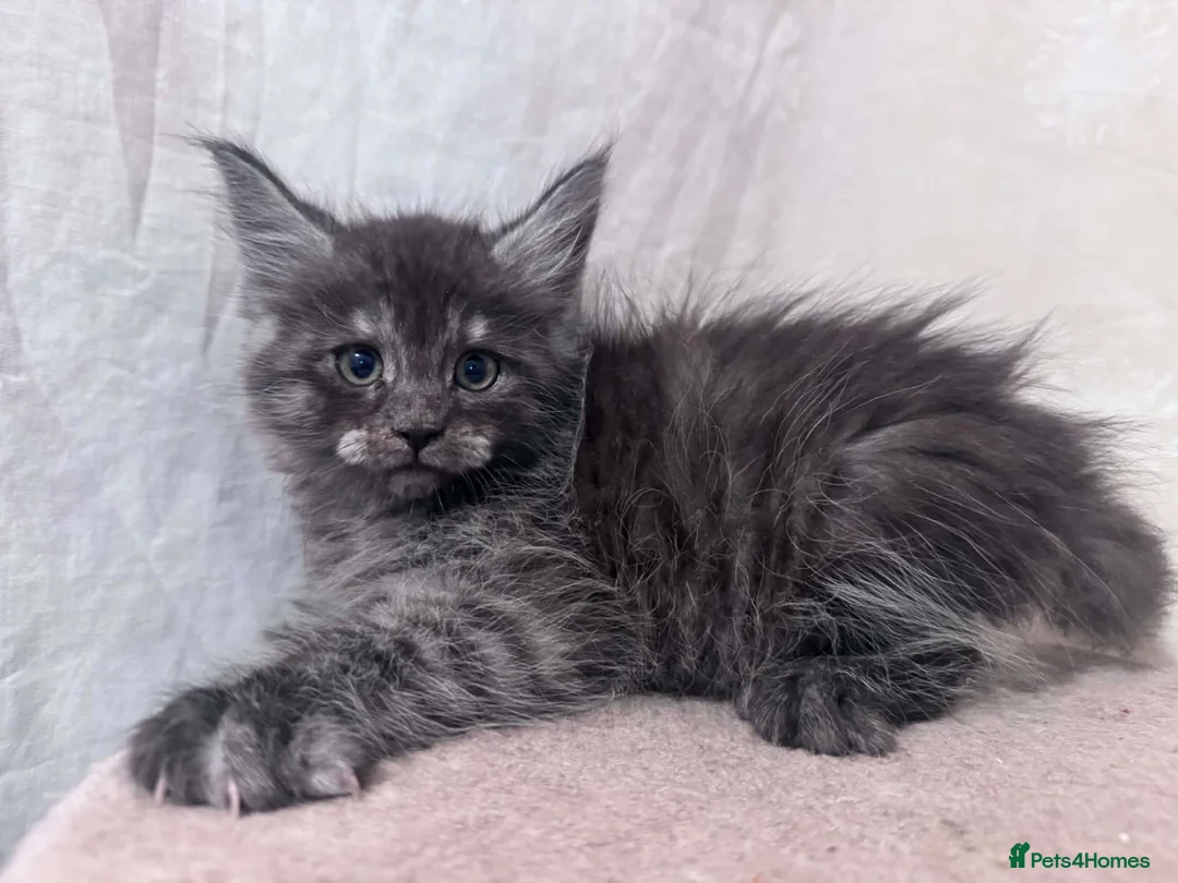 Maine Coon cats for sale: Maine Coon active kittens  - Advert 1
