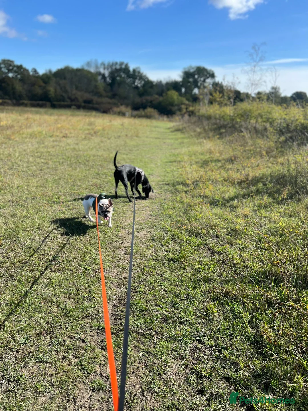 Goldador dogs for sale: Beautiful & Loving 1yr Goldador (Trinity) - Advert 2