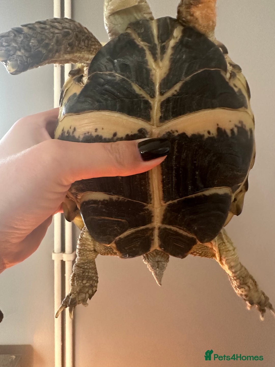 Tortoise reptiles for sale: Horsefield Tortoise  - Advert 3