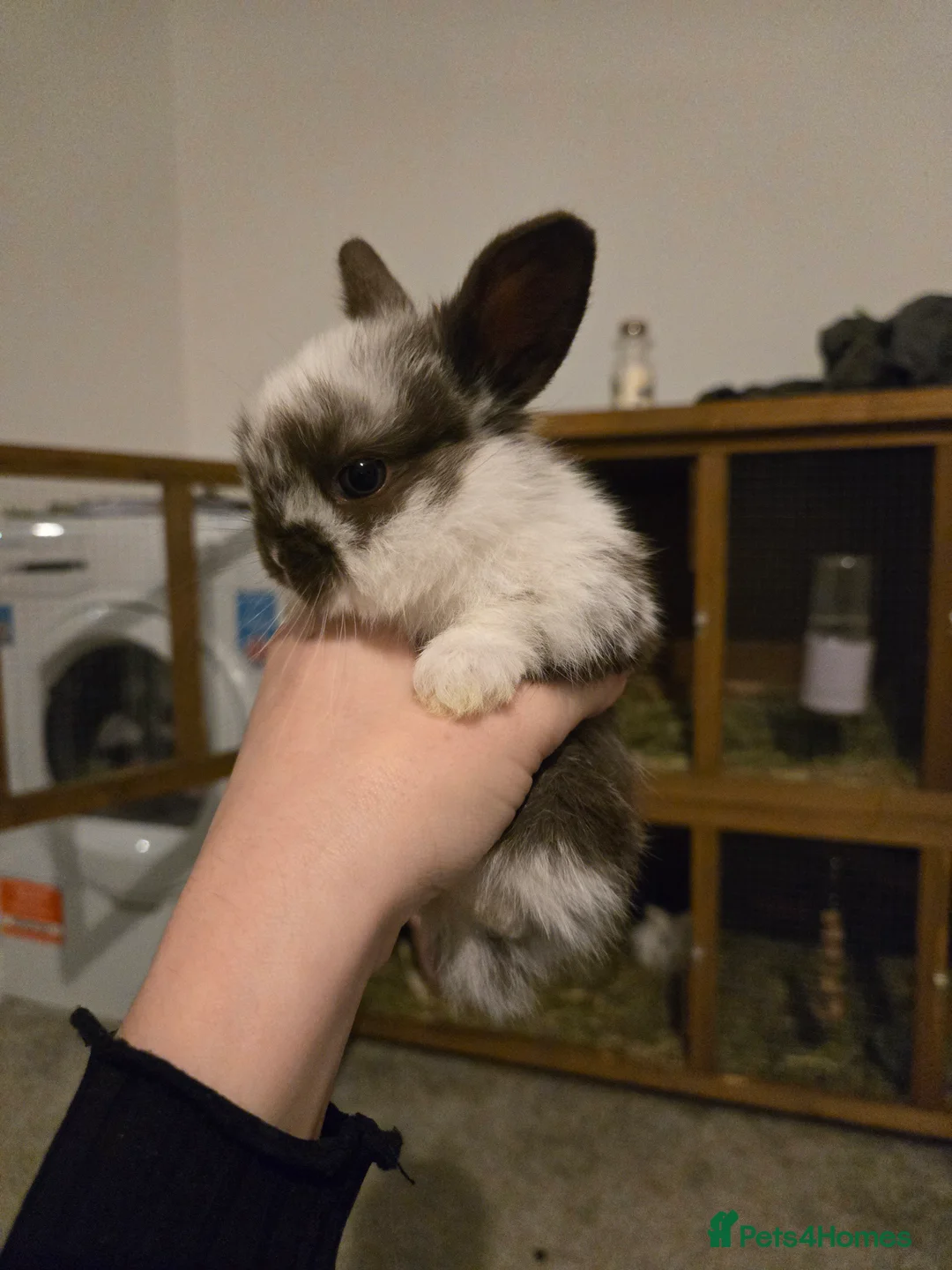 Mini Lop rabbits for sale: Mini lop bunnies  in Hinckley - Advert 22