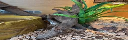Corn Snake reptiles for sale: Gorgeous Cinder Corn Snake and full set up in Andover - Advert 9