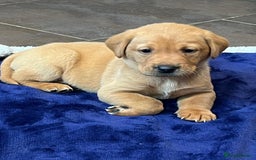 Labrador Retriever dogs for sale: Kennel Club Fox Red Labrador Puppies Health Tested - Advert 16