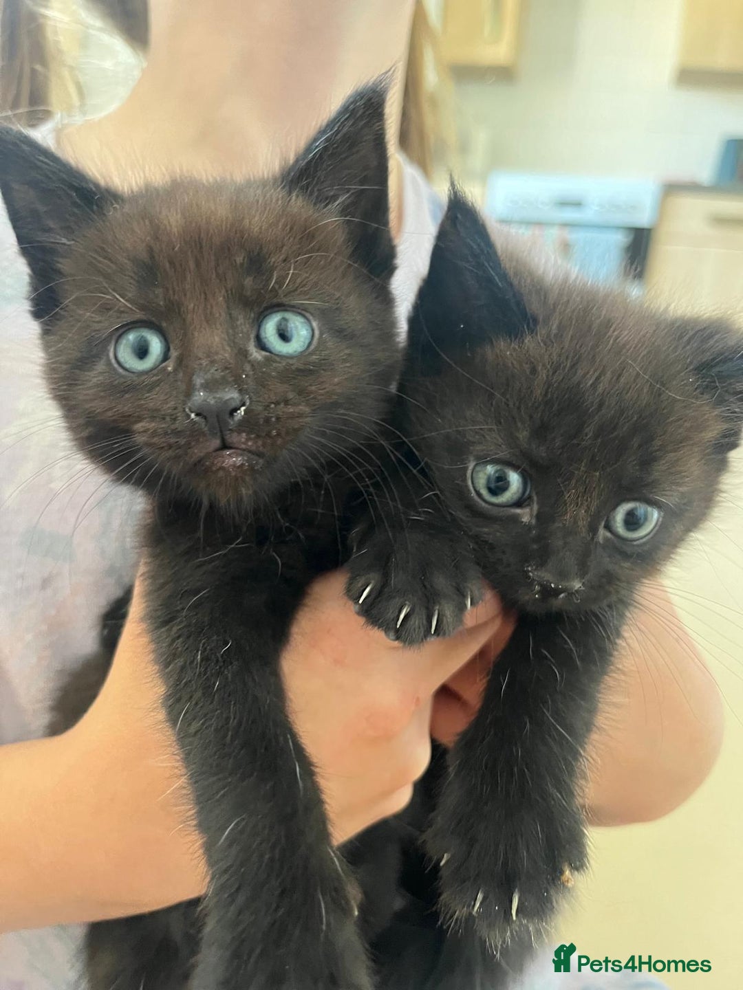 Mixed Breed cats for sale: Beautiful Maine Coone cross mix breed - Image 1
