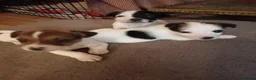 Jack Russell dogs for sale: Jack Russell puppies for sale  - Advert 2