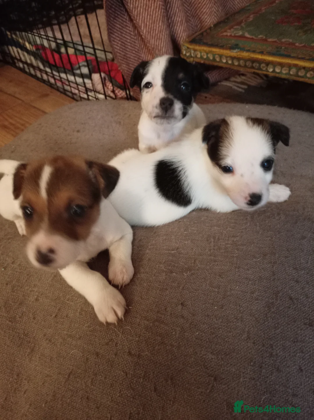 Jack Russell dogs for sale: Jack Russell puppies for sale  - Advert 2