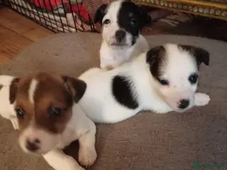 Jack Russell dogs Jack Russell puppies for sale - Advert 1