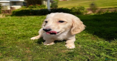 Dachshund dogs - Advert 3