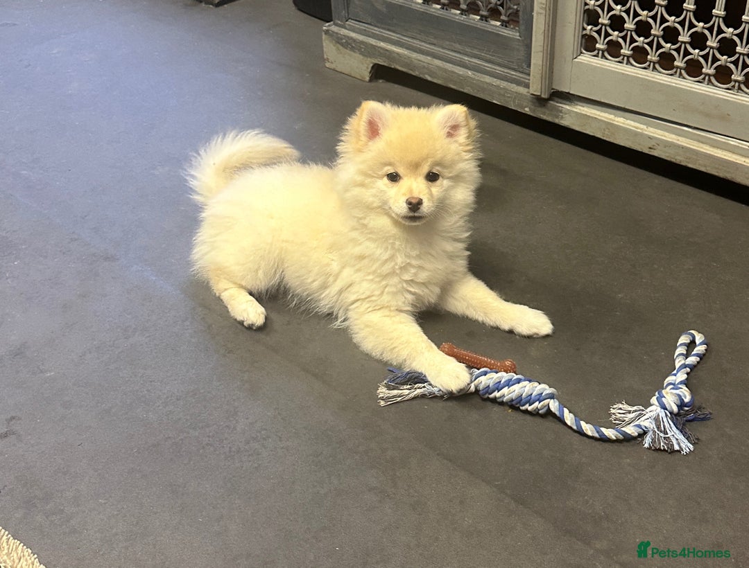 Pomsky dogs for sale: Stunning perfect husky markings f3 Pomsky puppies - Advert 21