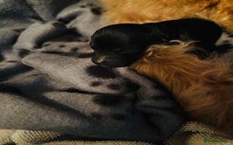 Labradoodle dogs for sale: Miniature Labradoodles - Advert 4