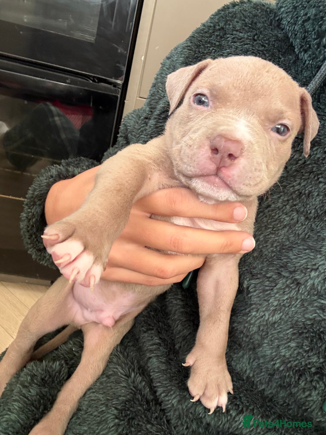 American Bully dogs for sale: 8 gorgeous American Bully pups 🐶 - Advert 7