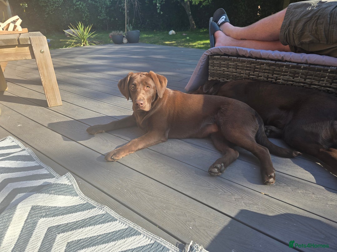 Labrador Retriever dogs for sale: 🐾 Two Beautiful Labradors 1 Boy, 1 Girl  🐾 - Image 4