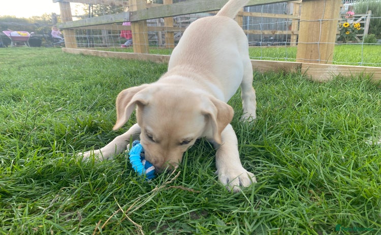 Labrador Retriever dogs - Advert 1