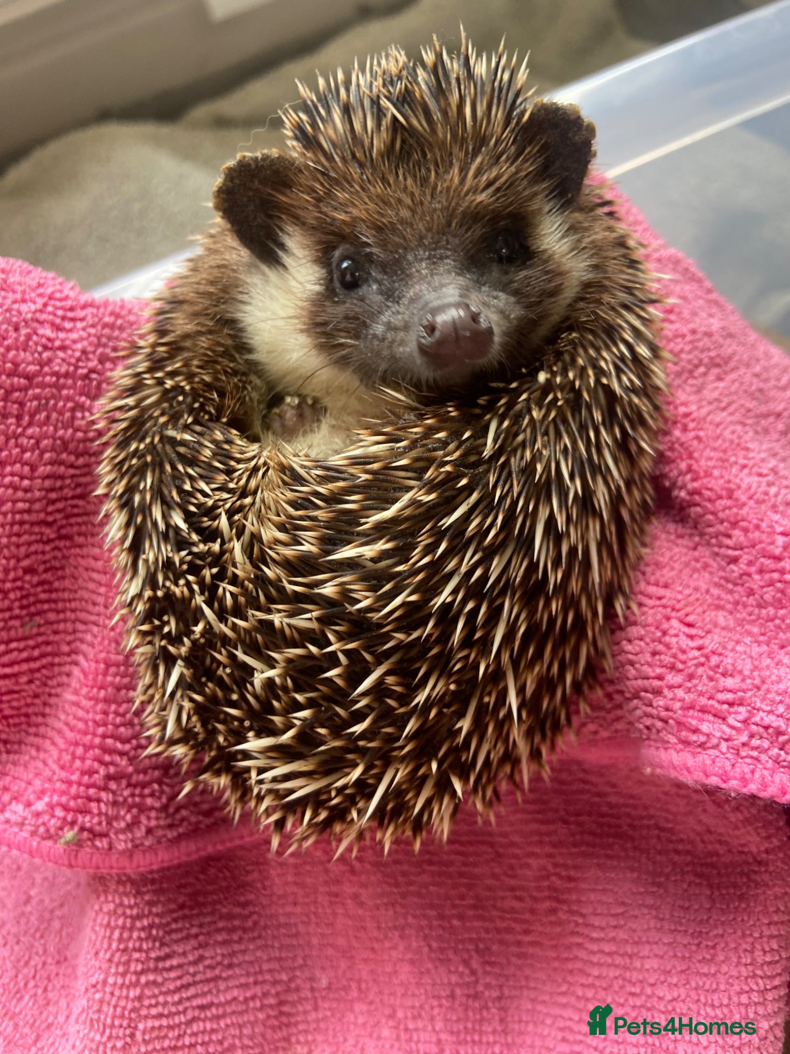 Pygmy Hedgehog rodents Female African Pygmy Hedgehog  - Advert 23