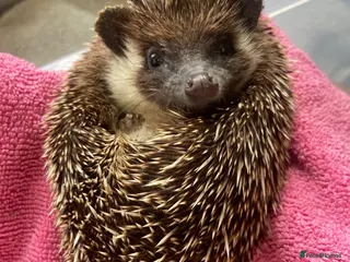 Pygmy Hedgehog rodents Female African Pygmy Hedgehog - Advert 23