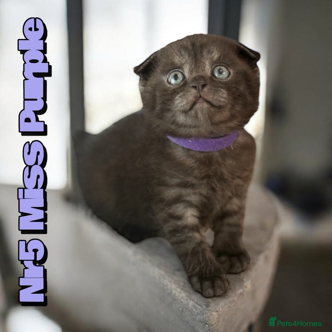Scottish Fold cats for sale: 5 Full Pedigree Scottish Fold/Straight Kitens - Image 29