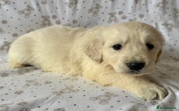 Golden Retriever dogs for sale: Golden Retriever Puppies 🐶🤍 - Image 7