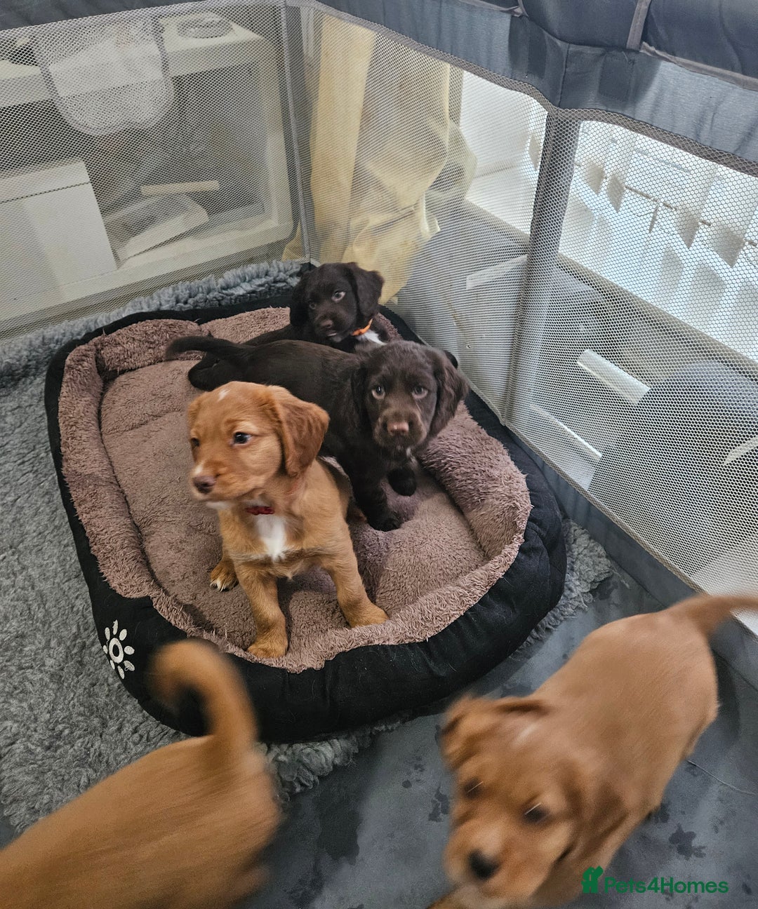 Cocker Spaniel dogs for sale: 5 stunning Cocker Spaniel puppies for sale.  - Advert 1