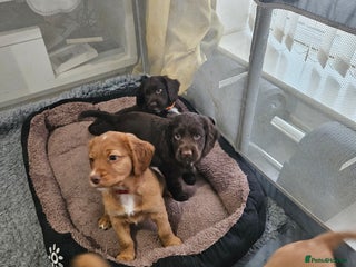 Cocker Spaniel dogs 5 stunning Cocker Spaniel puppies for sale. - Advert 3