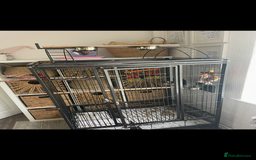 Ringnecks birds for sale: indian ring neck // cage - Image 4
