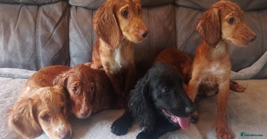 Cocker Spaniel dogs - Advert 1