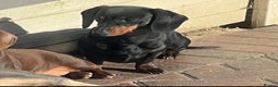 Miniature Dachshund dogs for sale: Gorgeous Miniature Dachshunds - Advert 2