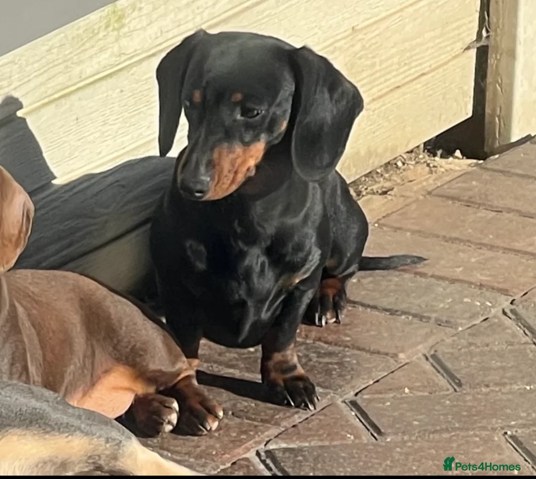 Miniature Dachshund dogs for sale: 💙One Boy ❤️One Girl Remaining Black & Tan  - Advert 3