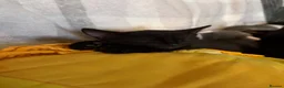 Mixed Breed cats for sale: 5 kittens  - Advert 2