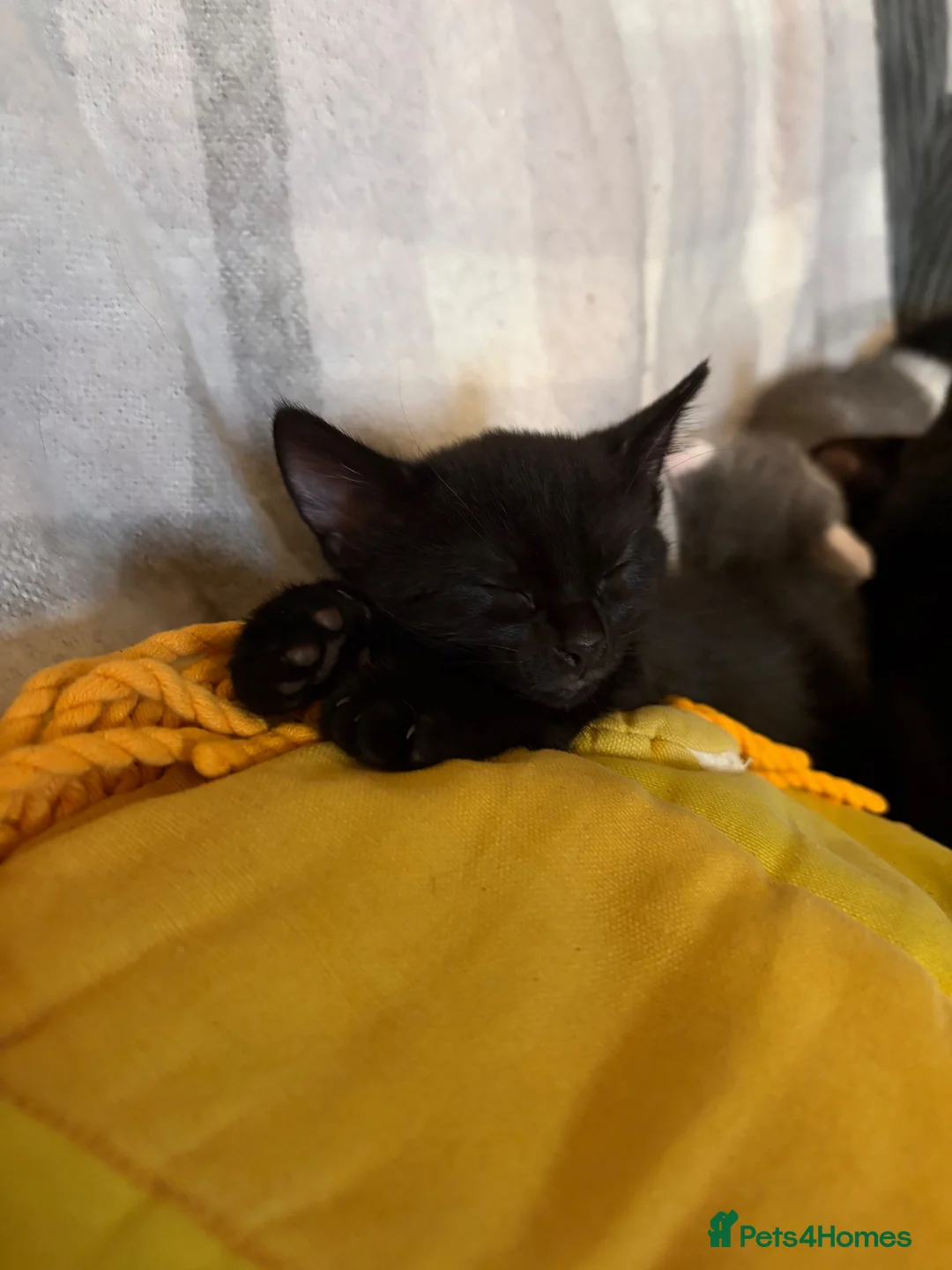Mixed Breed cats for sale: 5 kittens  - Advert 2