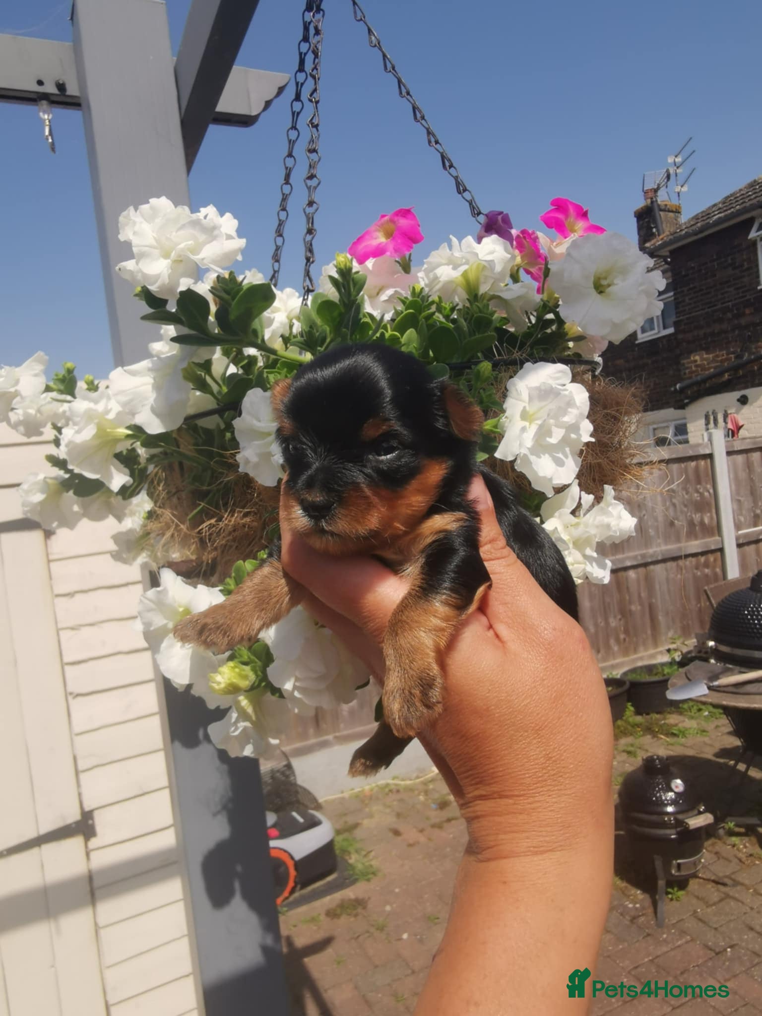 Yorkshire Terrier dogs ❤️ Beautiful Yorkshire Terrier Puppies ❤️ - Advert 12
